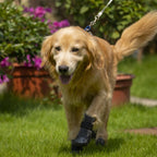 PawTech Active Dog Boots - Moss