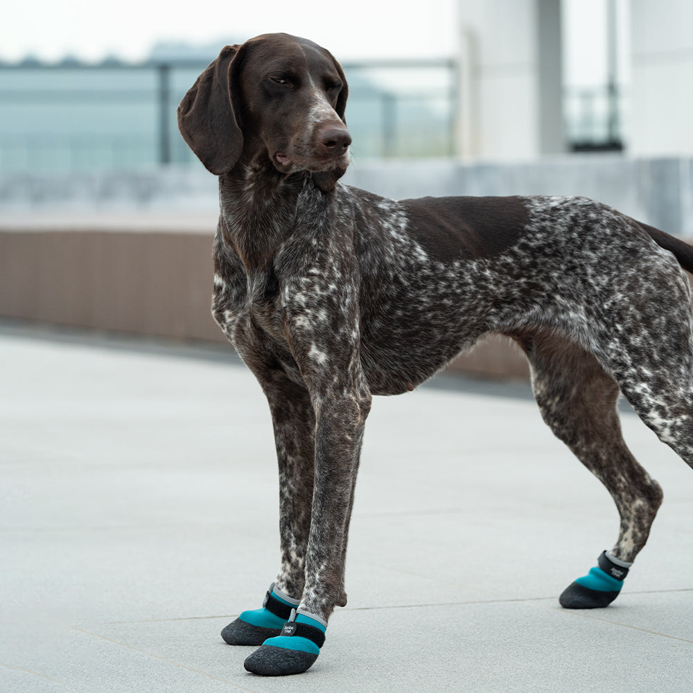 PawTech City Dog Boots - Amber