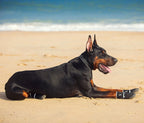 PawTech Aqua Dog Boots - Moss