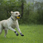 PawTech Active Dog Boots - Moss
